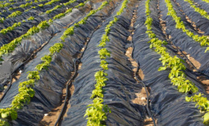 Instalación de geomembranas de polietileno en agricultura